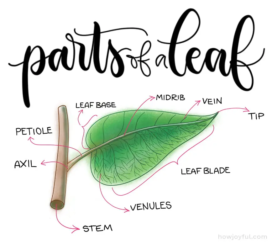 parts of leaf