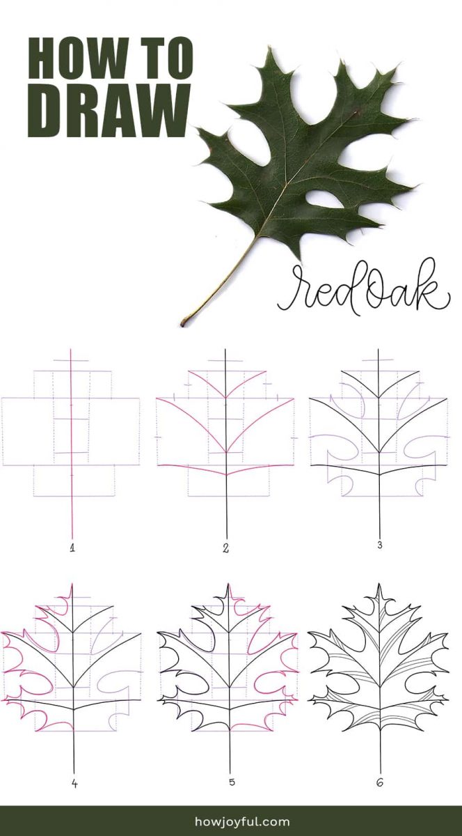 how to draw red oak leaf