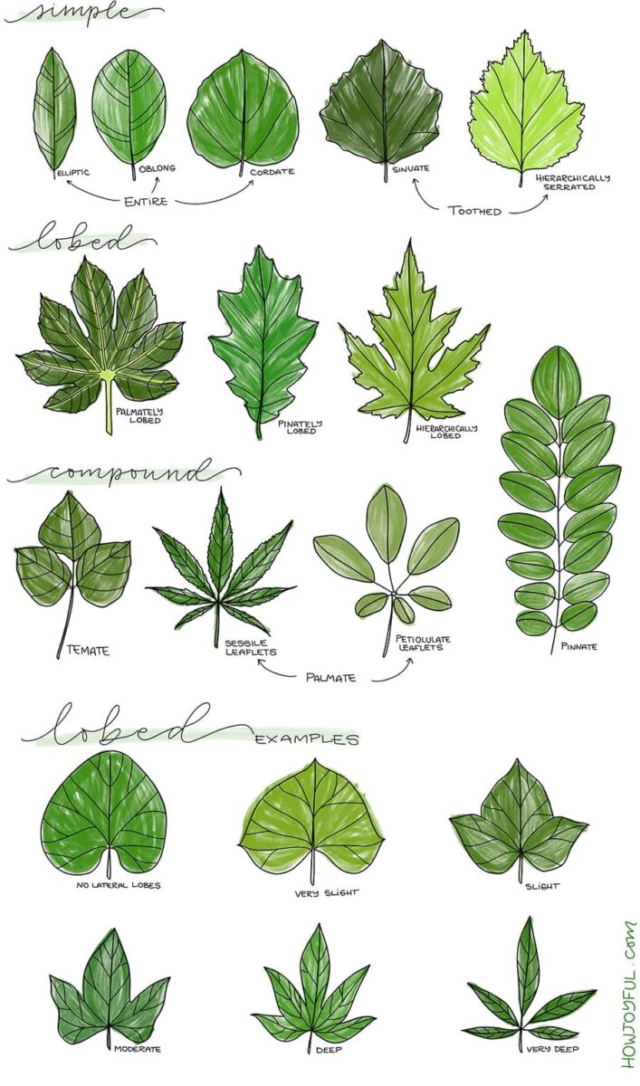 leaf examples