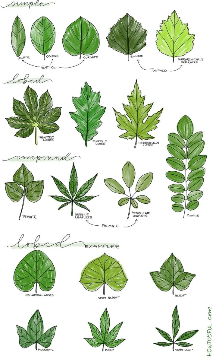 Observational drawing of a leaf