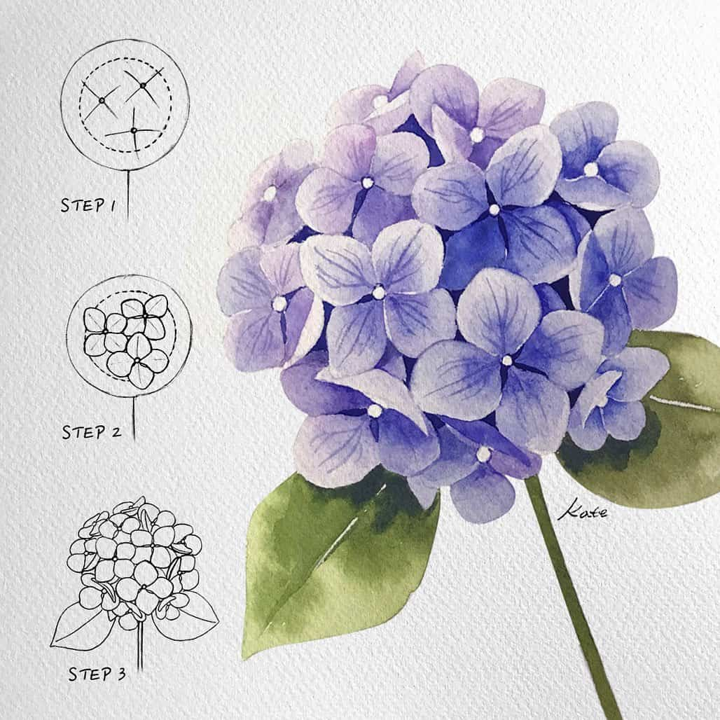 drawing and painting Hydrangeas