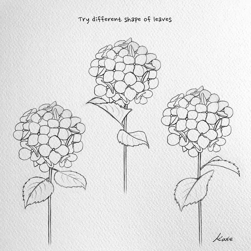 drawing Hydrangeas step by step