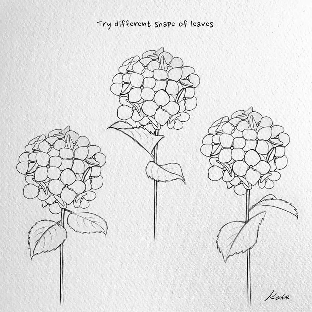 drawing Hydrangeas step by step