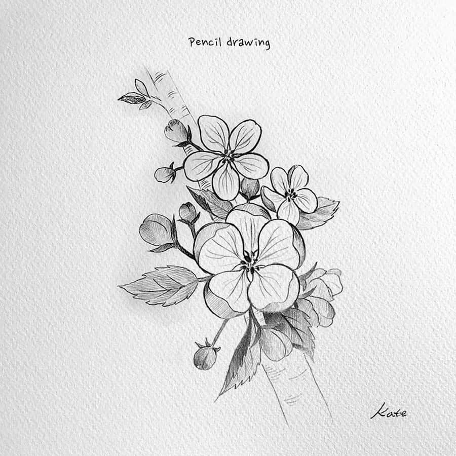 drawing apple blossom flowers