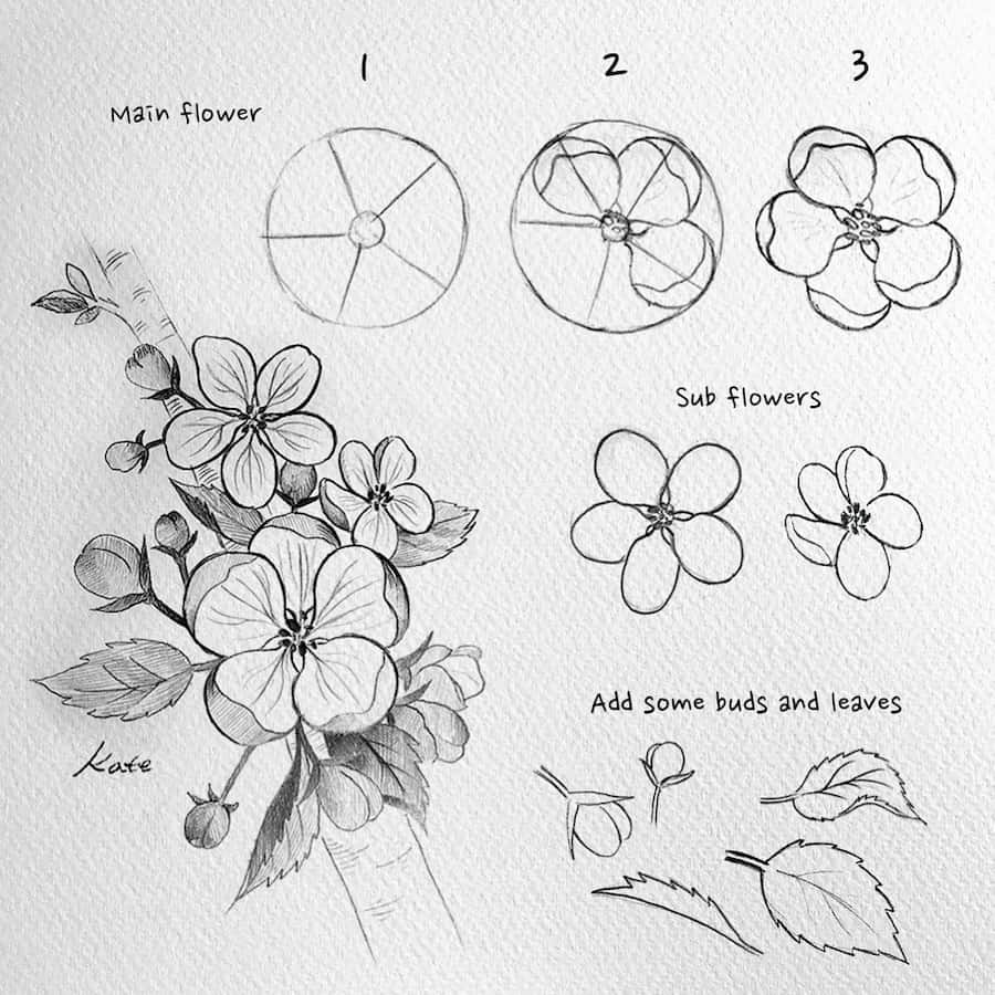 drawing apple blossom flowers