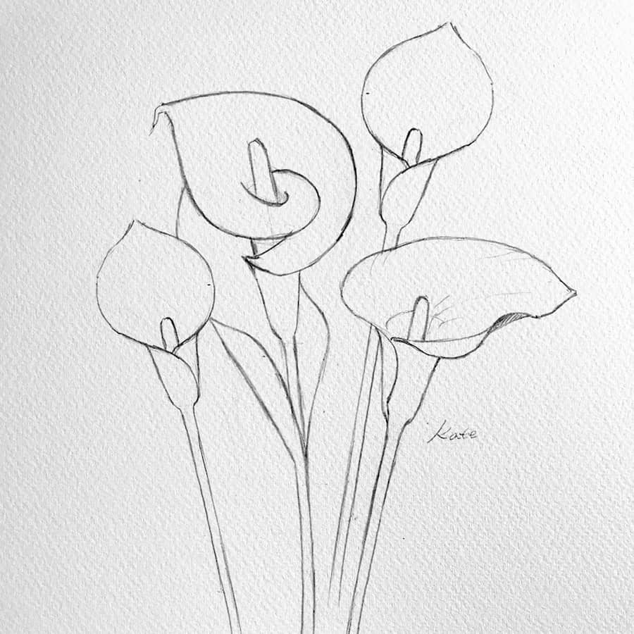 drawing a calla lily