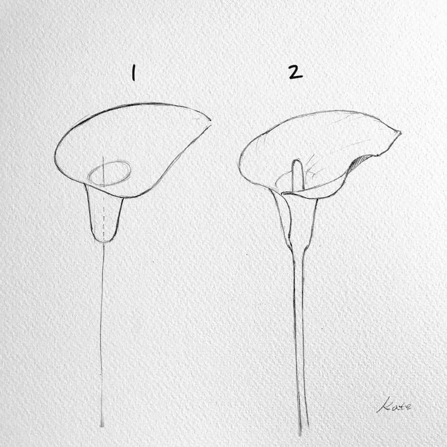 drawing a calla lily