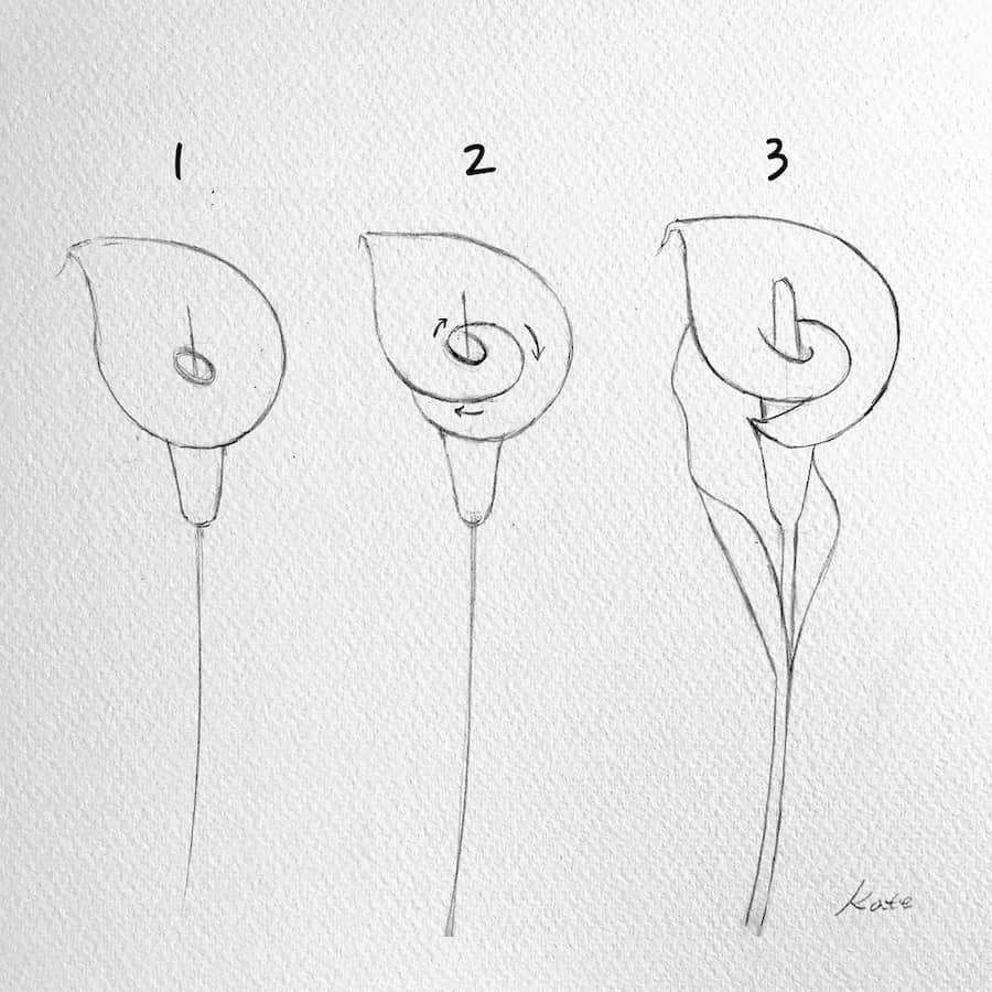 drawing a calla lily