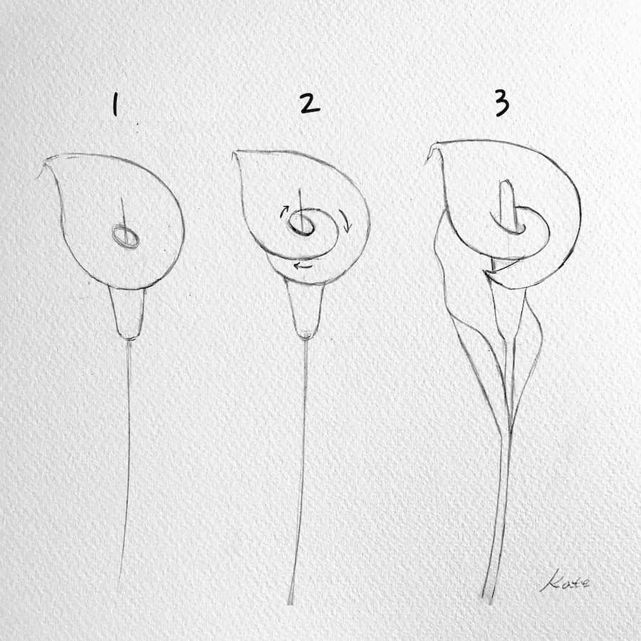 drawing a calla lily