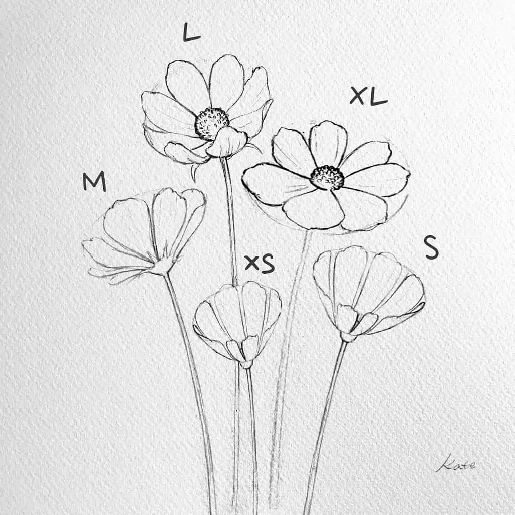 drawing flowers cosmos