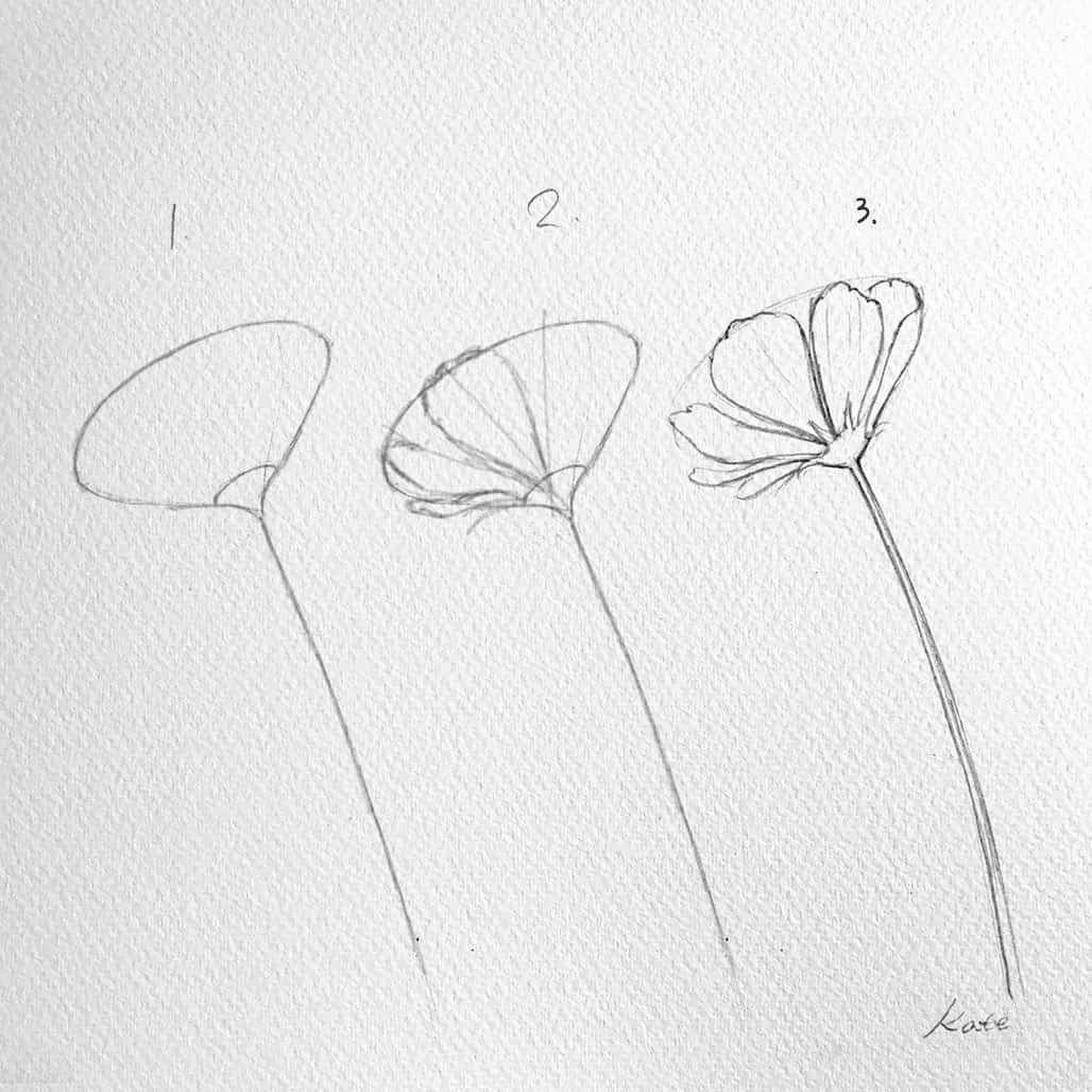 drawing cosmo flowers