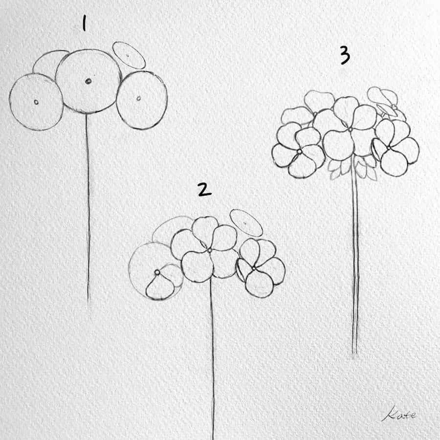 drawing a flower Geranium