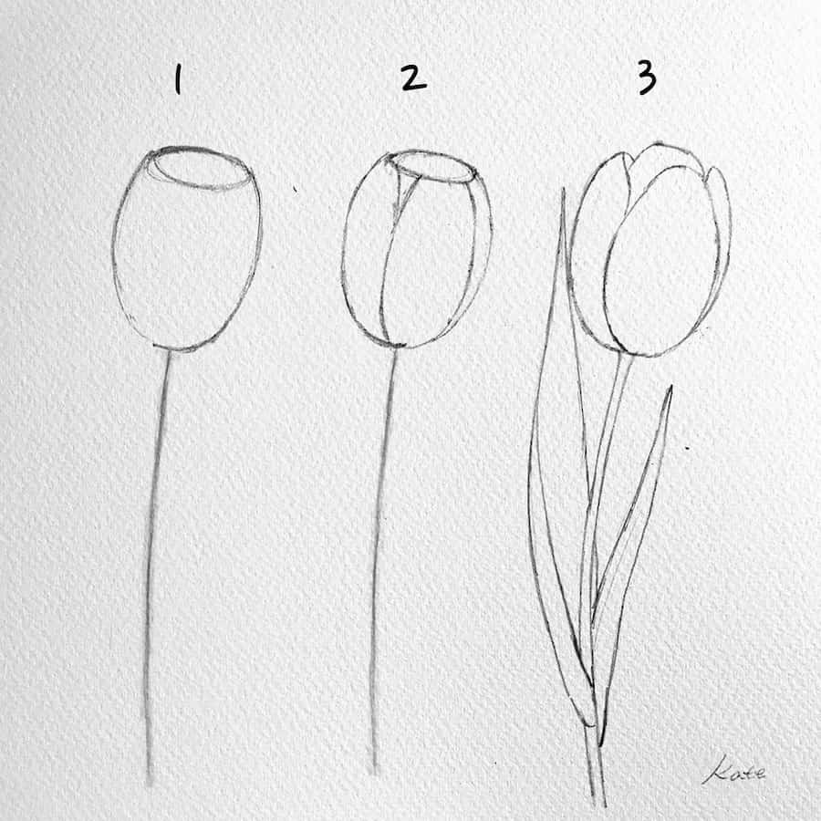 drawing a tulip flower