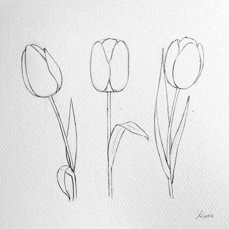 drawing a side tulip