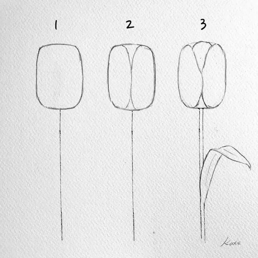 drawing a tulip