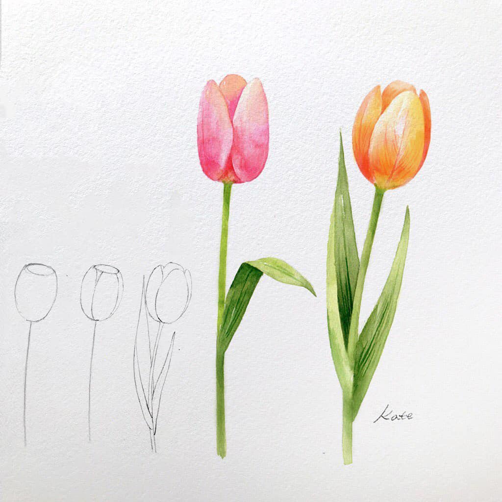 drawing and painting tulip