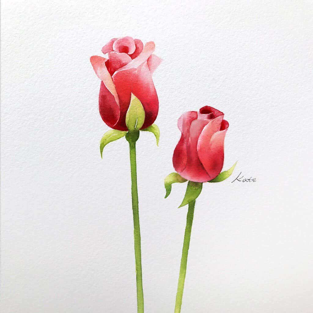 watercolor painted rose