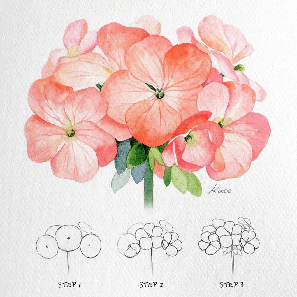 drawing and painitng a Geranium flower