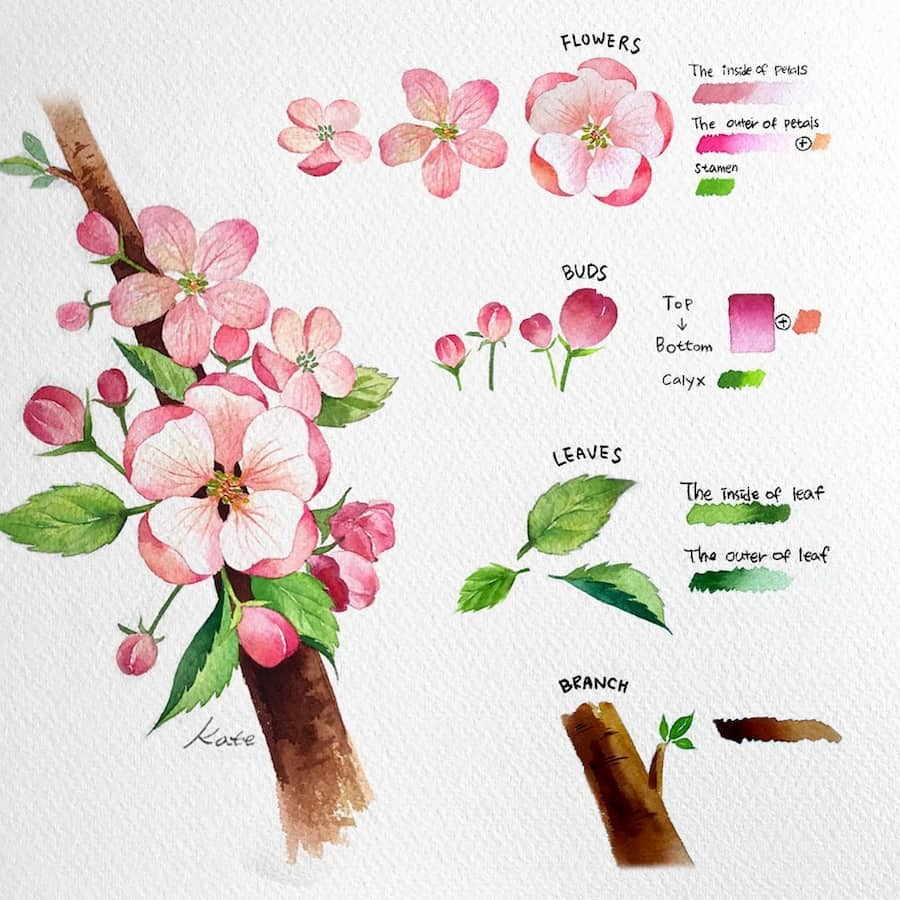 watercolor apple blossom