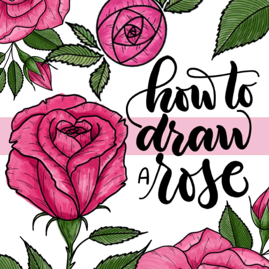 How to Draw a Rose. The Ultimate Guide and 27 Beautiful Rose